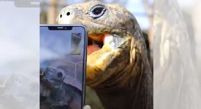 Tortoise-couple