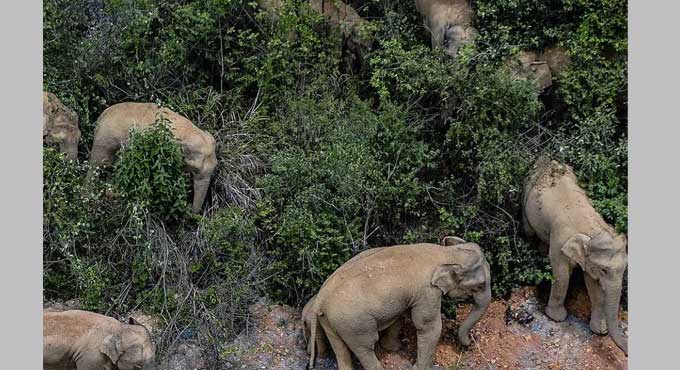 China’s wandering elephants may finally be heading home