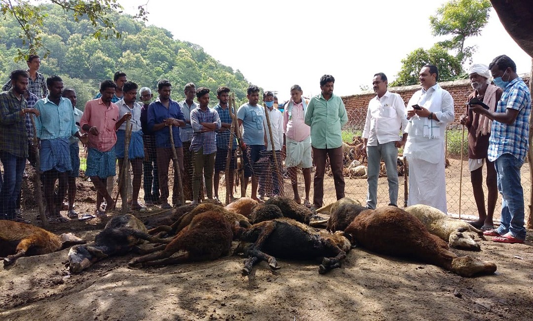 Stray dogs kill 20 sheep in Jagtial