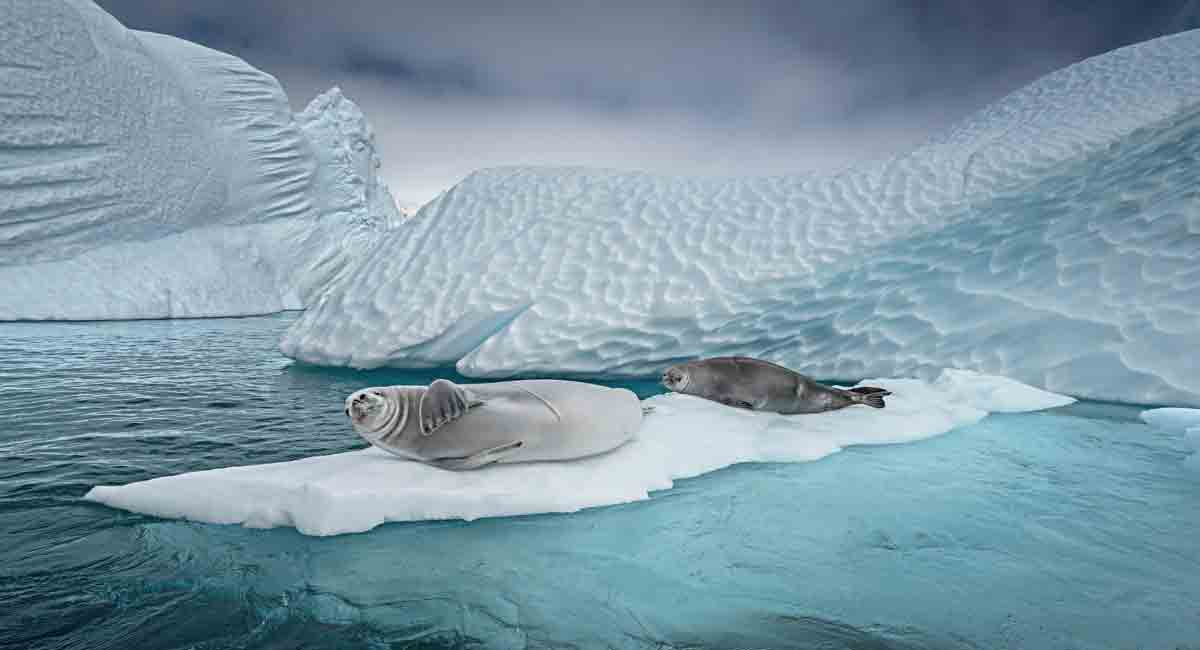 Concert on virtual icebergs to save Antarctica