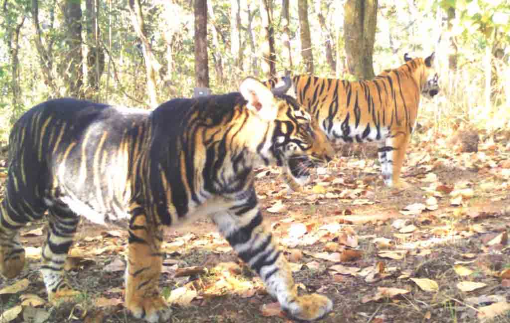 Mystery of ‘black tigers’
