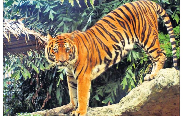 big cat