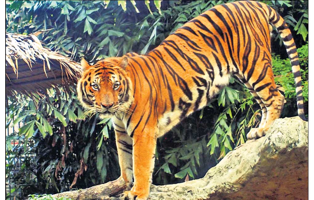 Explainer: Shrinking big cat territories