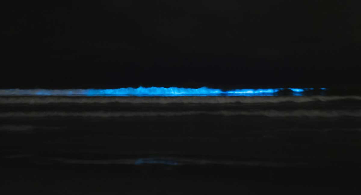 Califonia’s Bioluminescent algae a visual treat