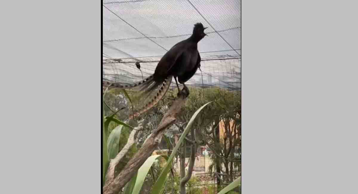 This bird’s cry sounds exactly like human baby’s