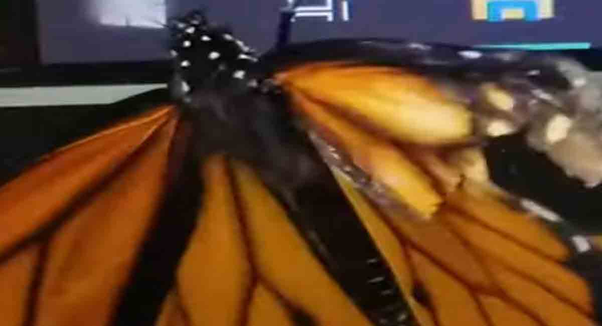 Woman gives butterfly a second chance at life, goes viral