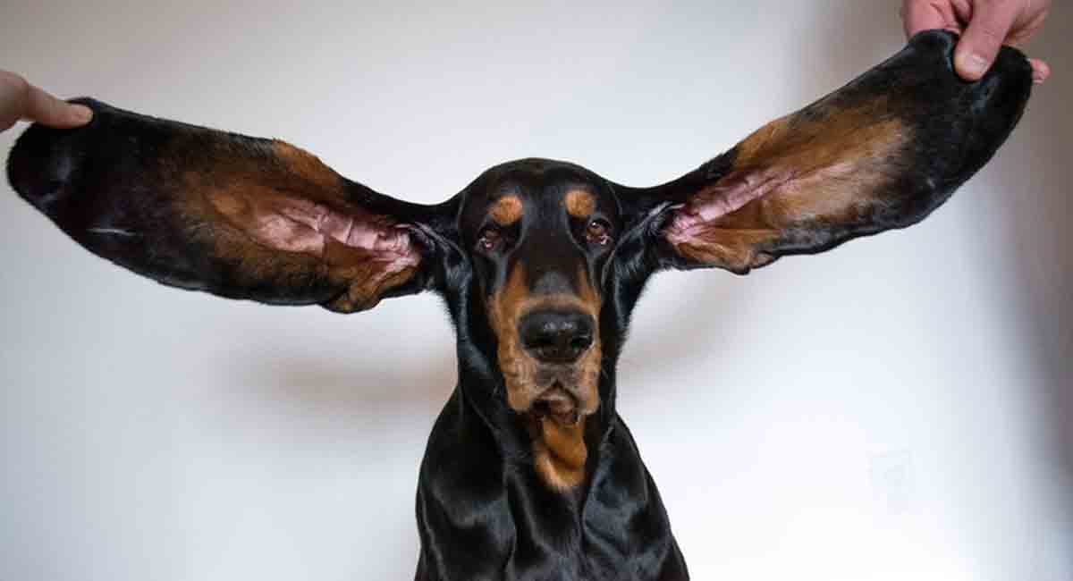 This cute Black coonhound who earned record for longest dog ears