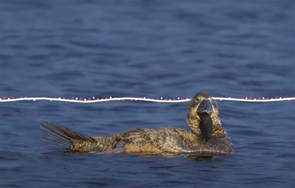 Watch: This musk duck imitates human sounds, says ‘you bloody fool’