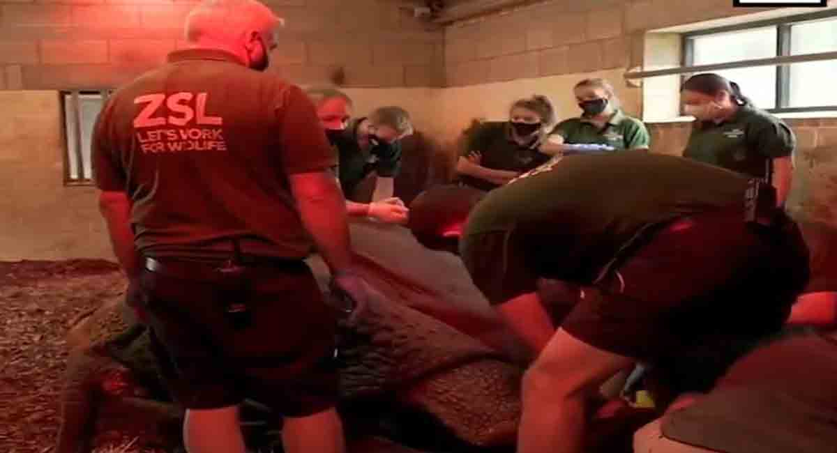 Vets struggle to perform eye surgery on a Greater One-horned rhinoceros