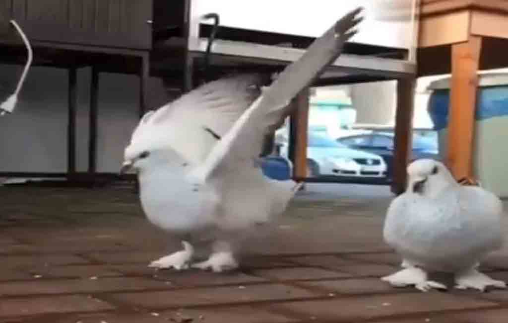 This pigeon’s flip will leave you surprised 