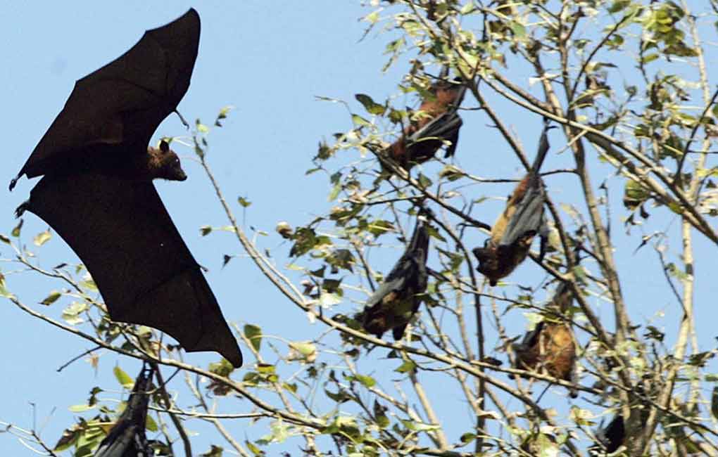All you need to know about Nipah virus infection