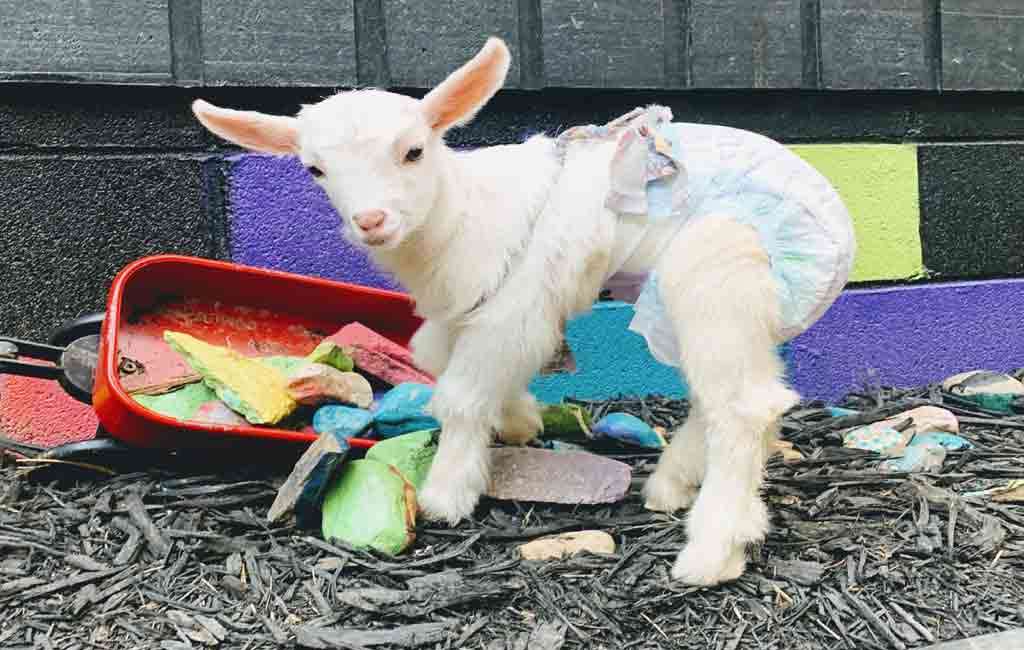 This baby goat was born with her heart in her neck