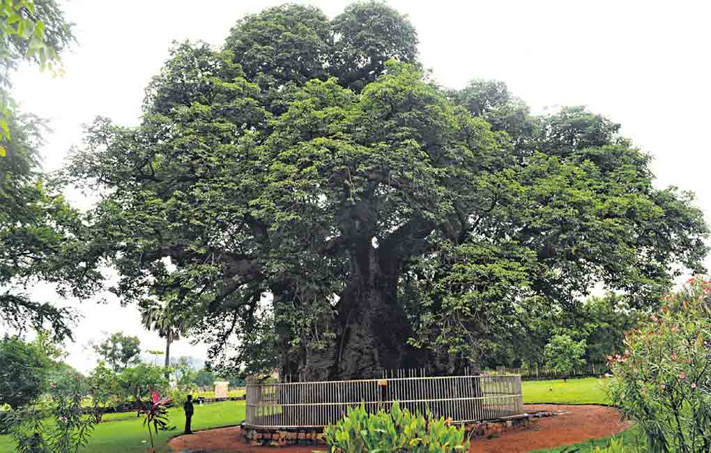 550-yr-old ‘Hathiyan-ka-Jhaad’ star attraction in Hyderabad