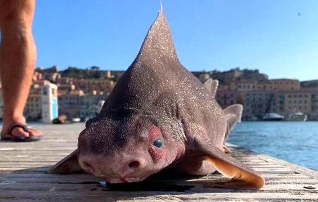 Have you seen this shark which has a pig face?