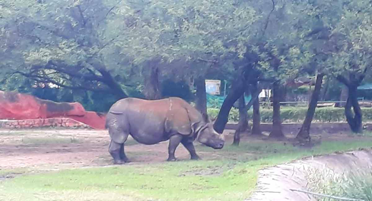 IOC offers to adopt rhinoceros in Hyderabad Zoo