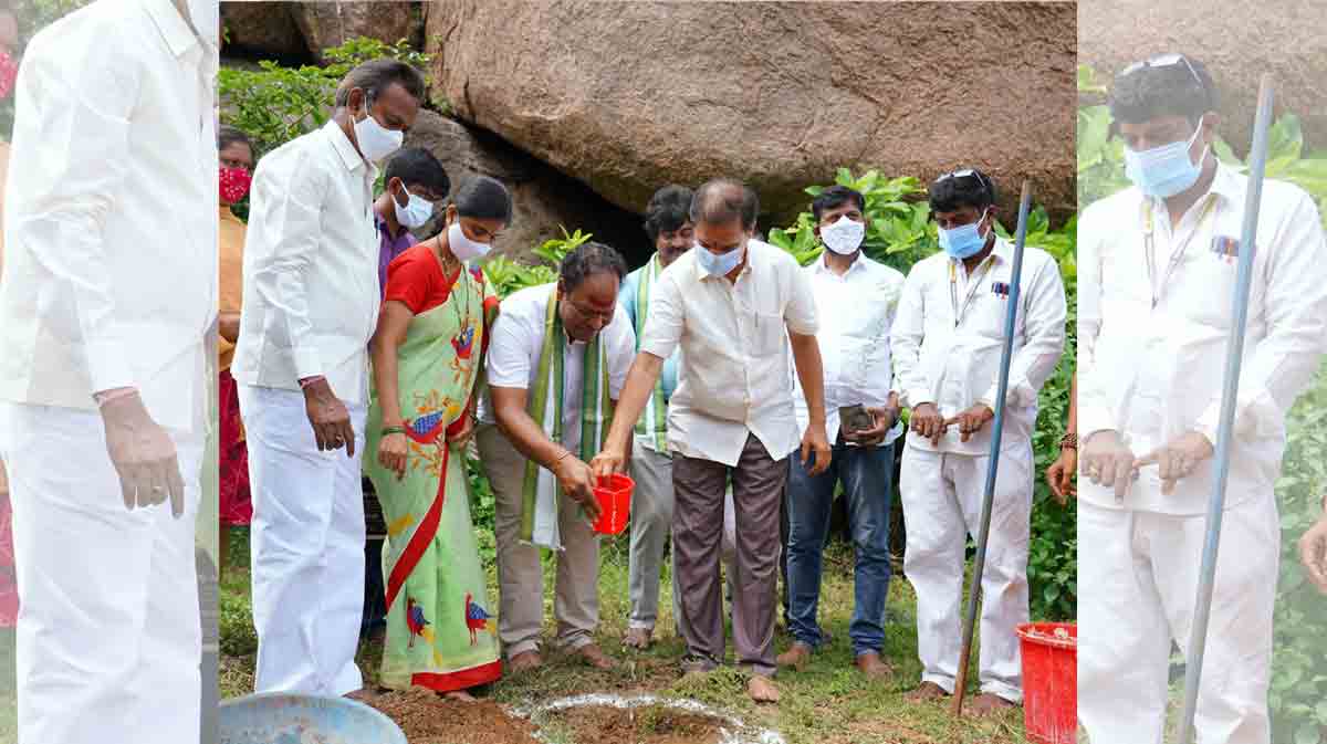 Jammi saplings planted in temples across Warangal