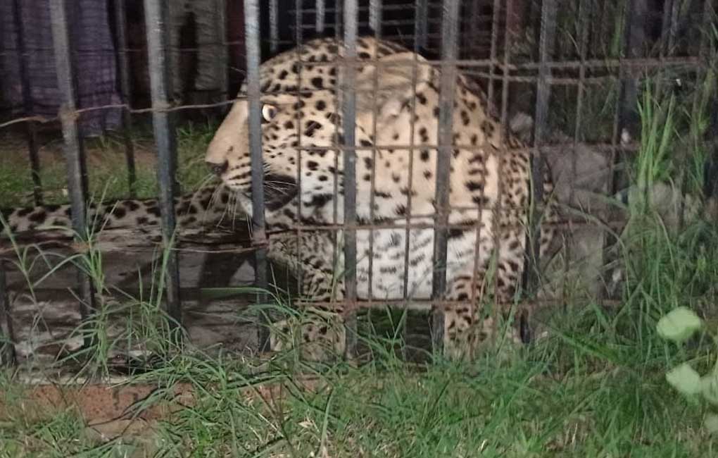 Medak: Leopard trapped in cage placed by forest department