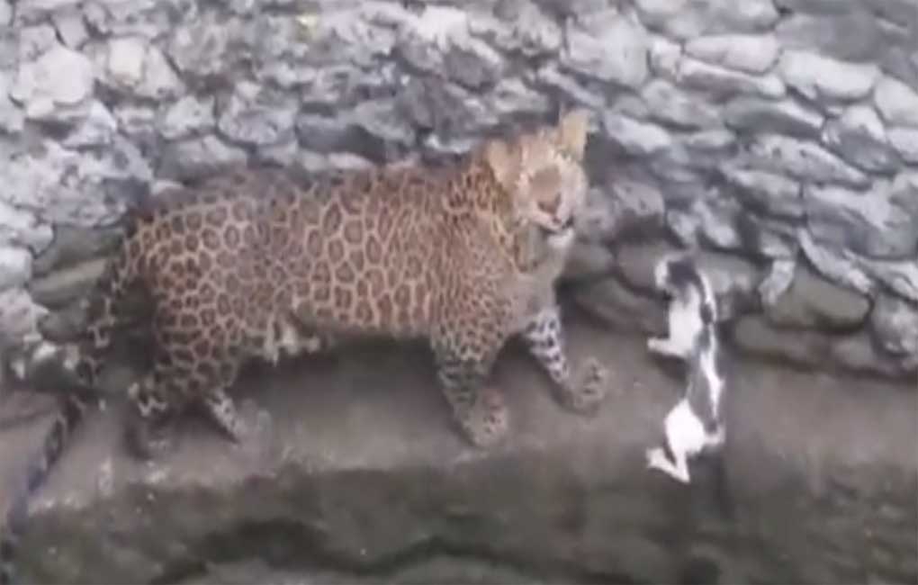 Watch: Leopard chases a domestic cat in viral video