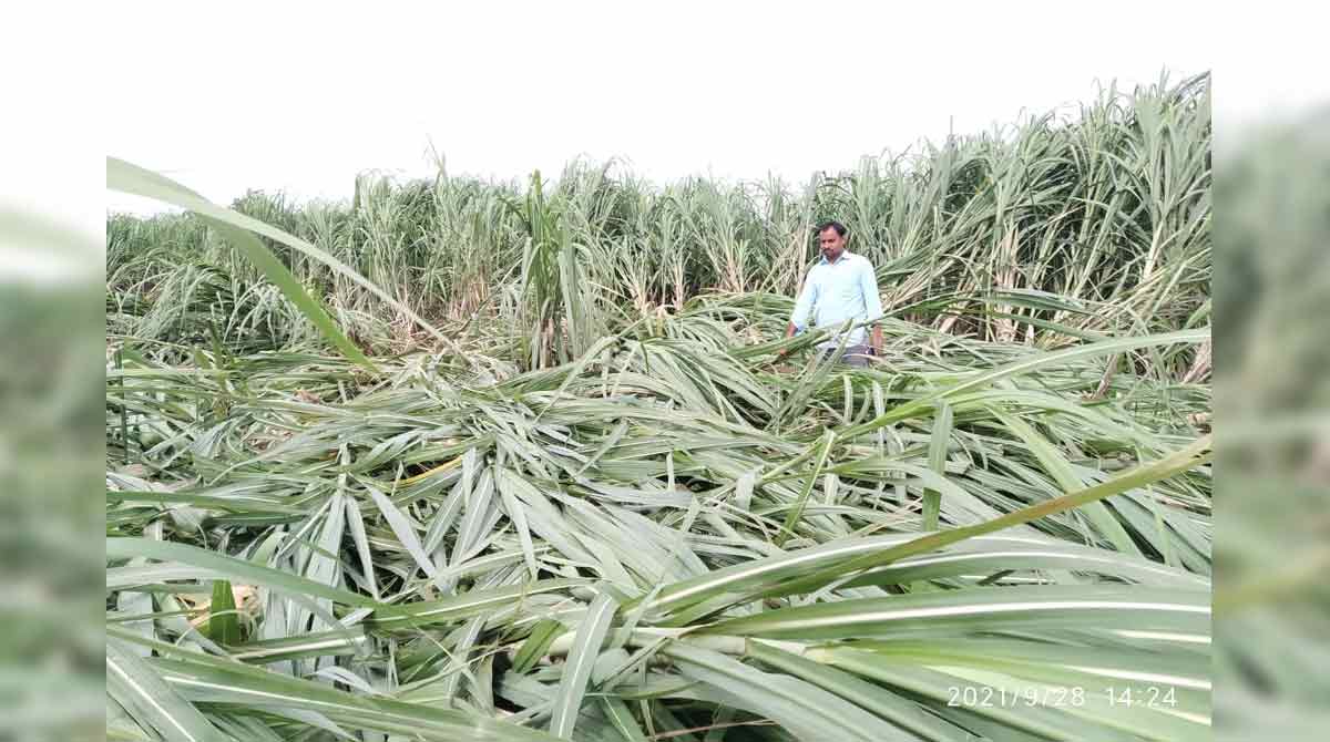 Crops damaged in about one lakh acres in Sangareddy district