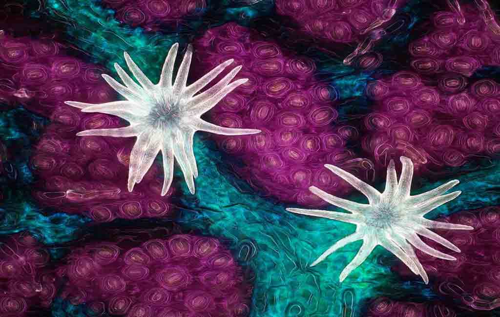 Microscopic pictures that won at the Nikon Small World competition