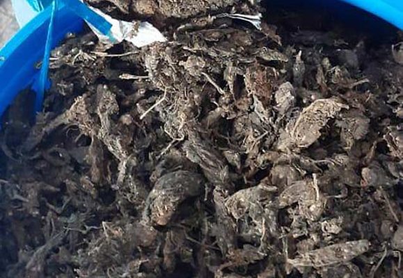 Hyderabad: Three held for possession of marijuana