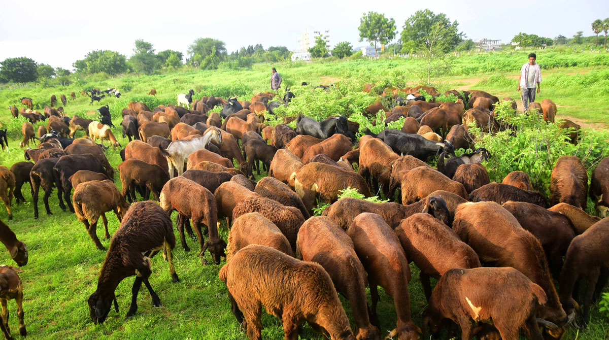 Sheep distribution to pending applicants soon: Talasani