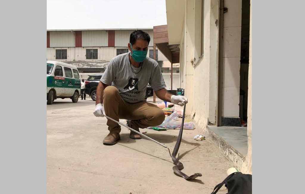 Rains keep snake catchers busy in Agra
