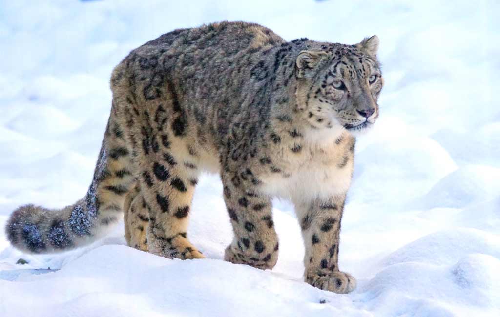 Snow leopard declared new state animal in Ladakh