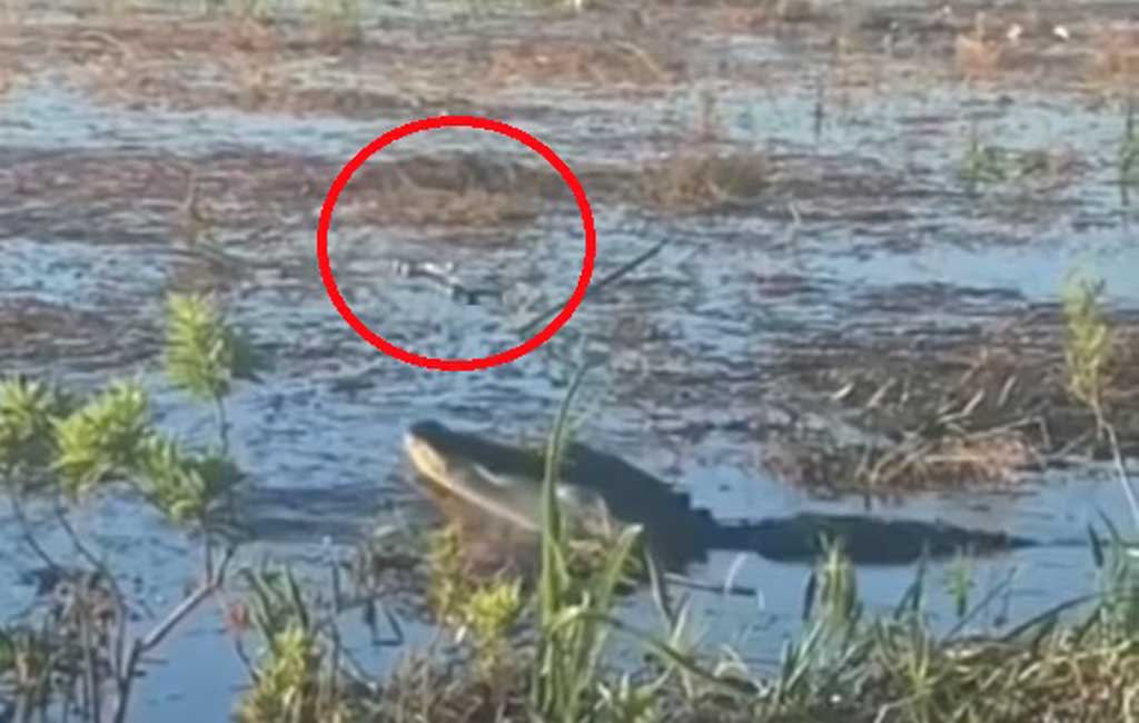 Sundar Pichai Retweets Viral Video Of Alligator Snacking On Drone 