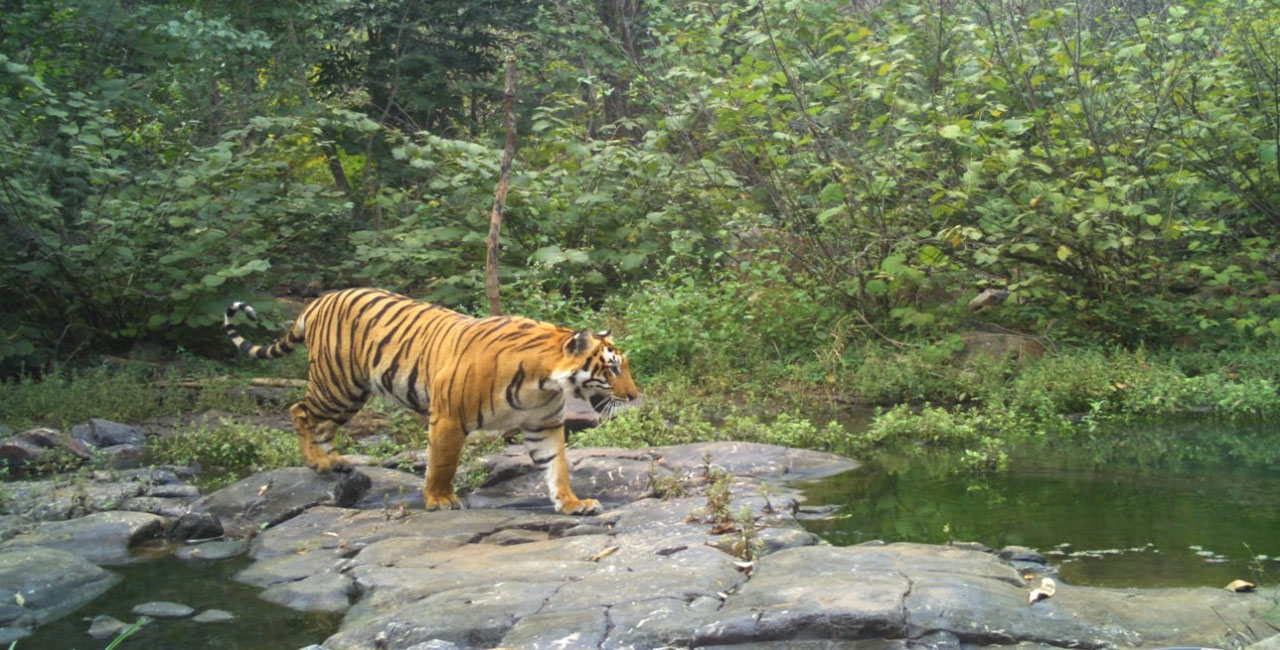 ‘India for Tigers’ rally from October 2