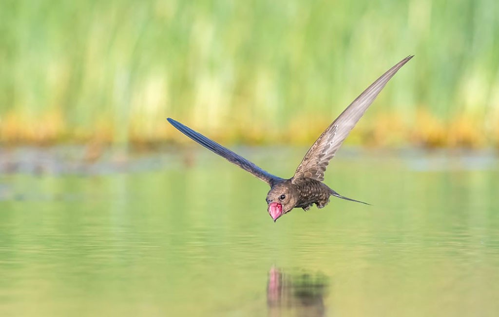 Splendid photos that won in Bird Photographer of the Year 2021