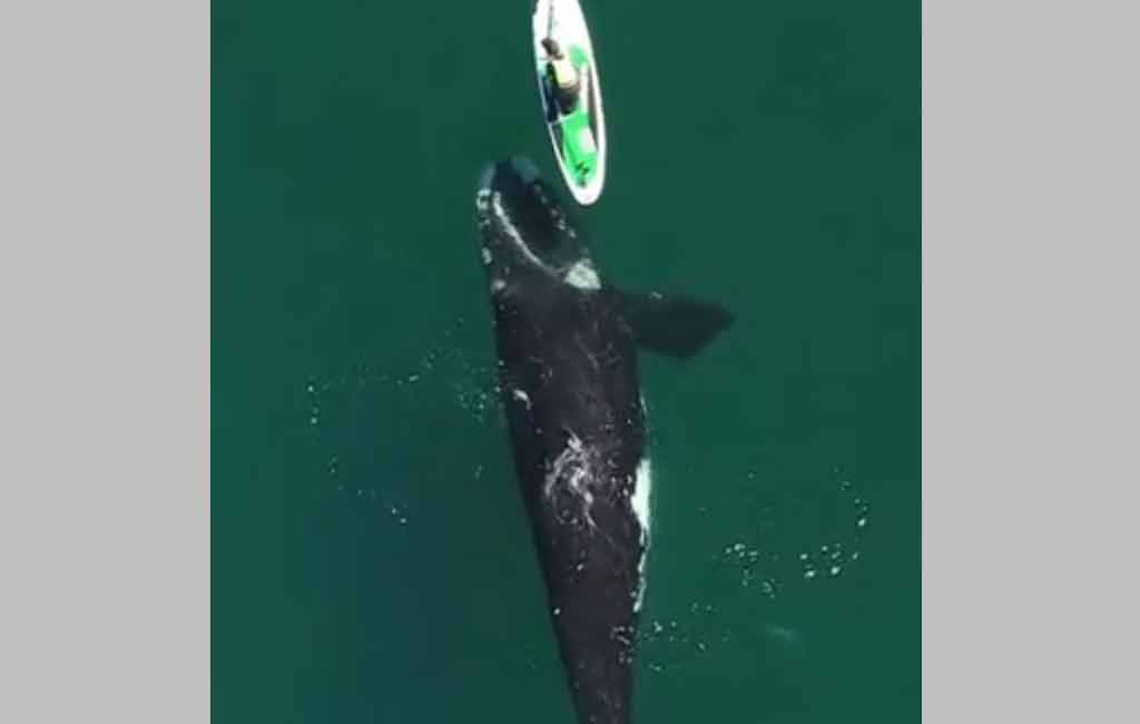 Paddle boarder’s close encounter with two large whales in Argentina