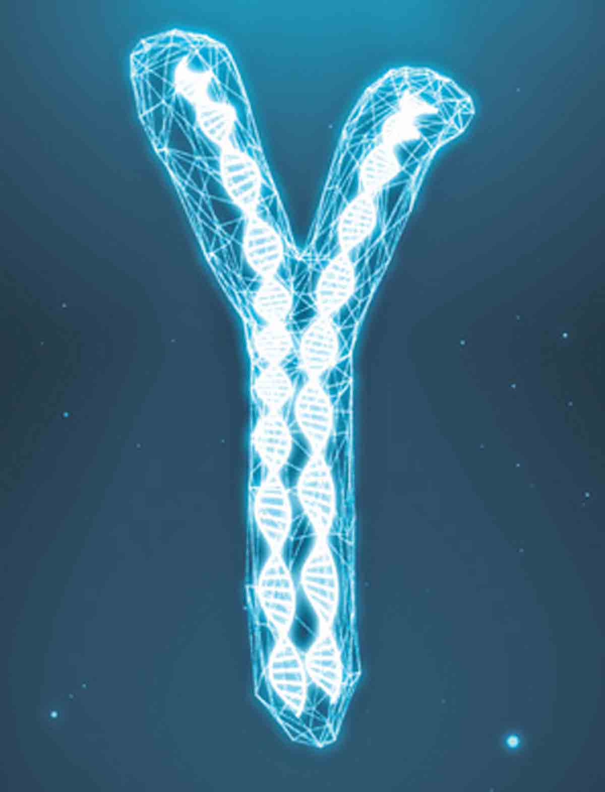 Y chromosomes not junk after all !