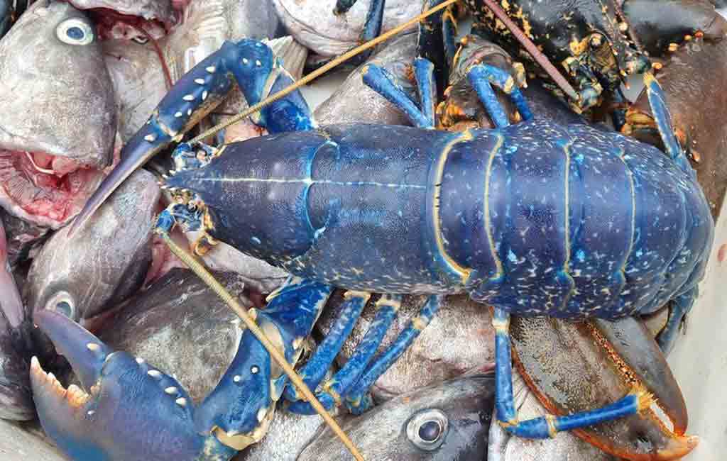 Fisherman catches a one-in-two-million blue lobster