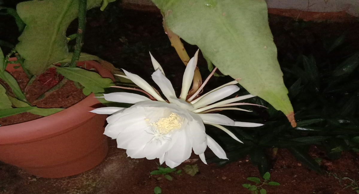 Rare Brahma Kamalam blooms in Nalgonda