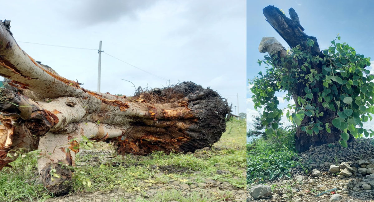 Young environmental activist gives a new lease of life to 45-year-old Fig tree