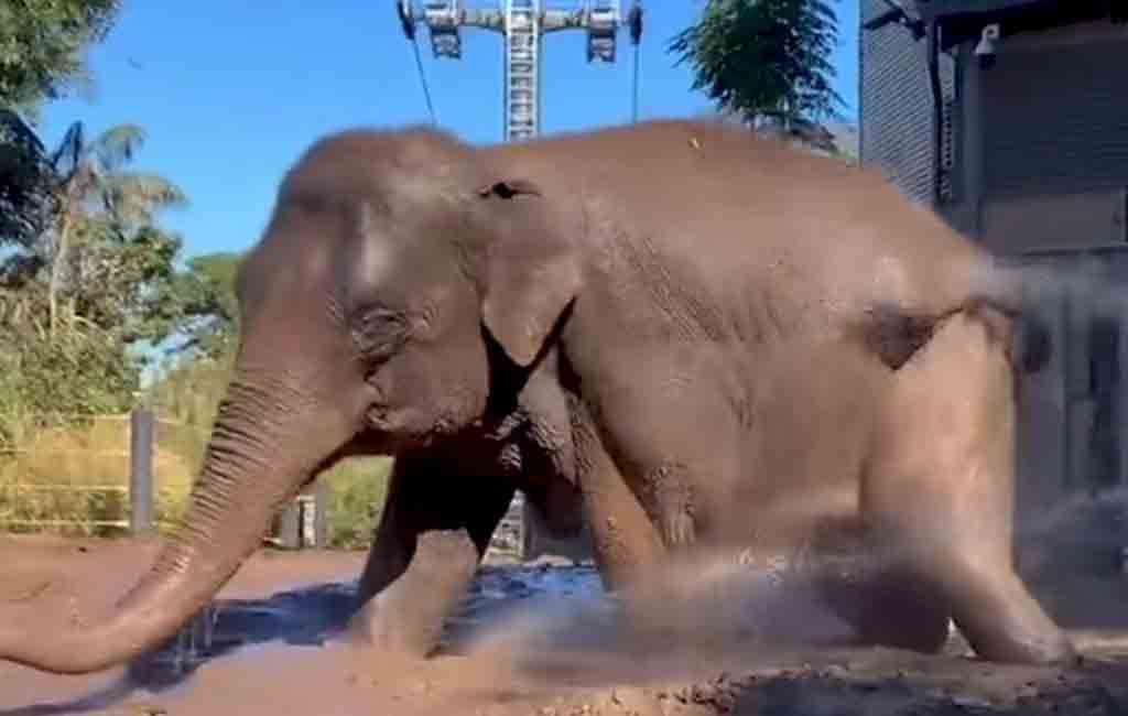 This Asian elephant thoroughly enjoys her mud bath in an Australian zoo