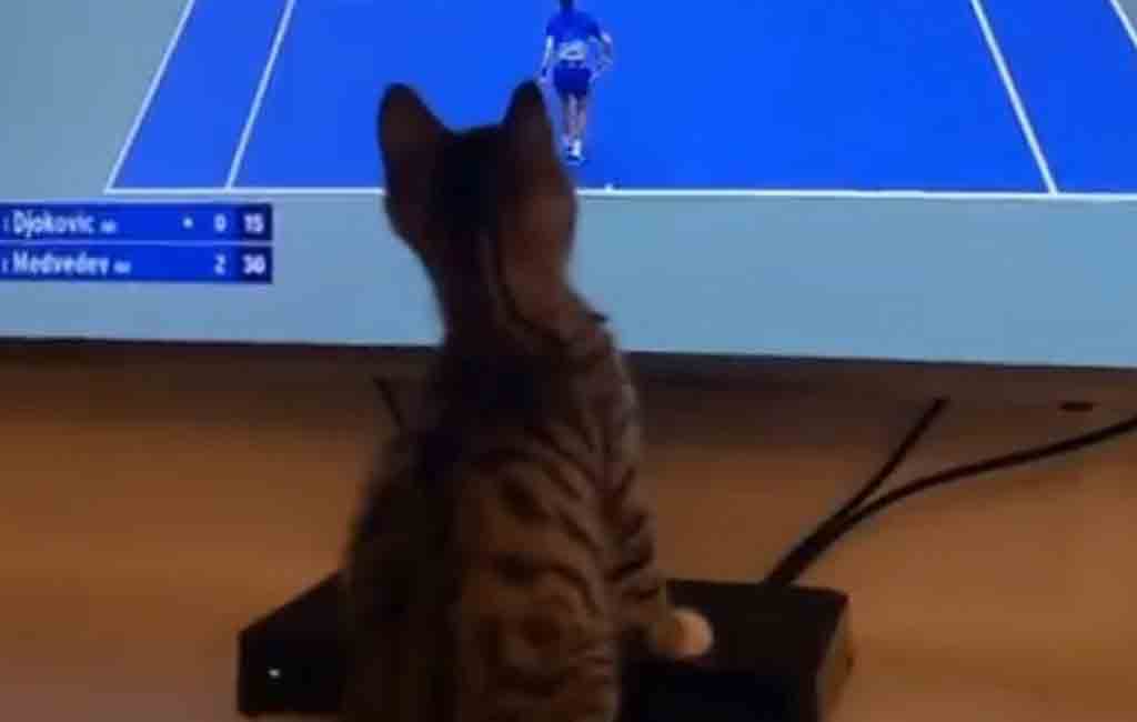 Cat bobs head watching US Open Final, netizens left in awe