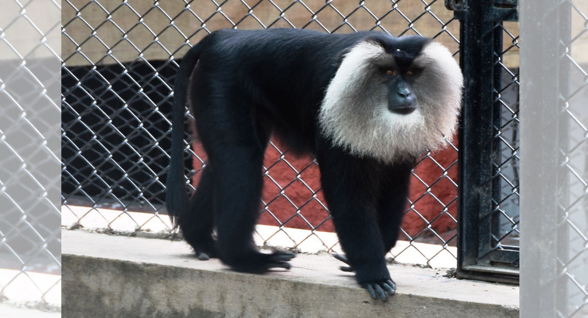 Retired Indian Army personnel adopts Lion Tailed Macaque at Nehru Zoo in Hyderabad