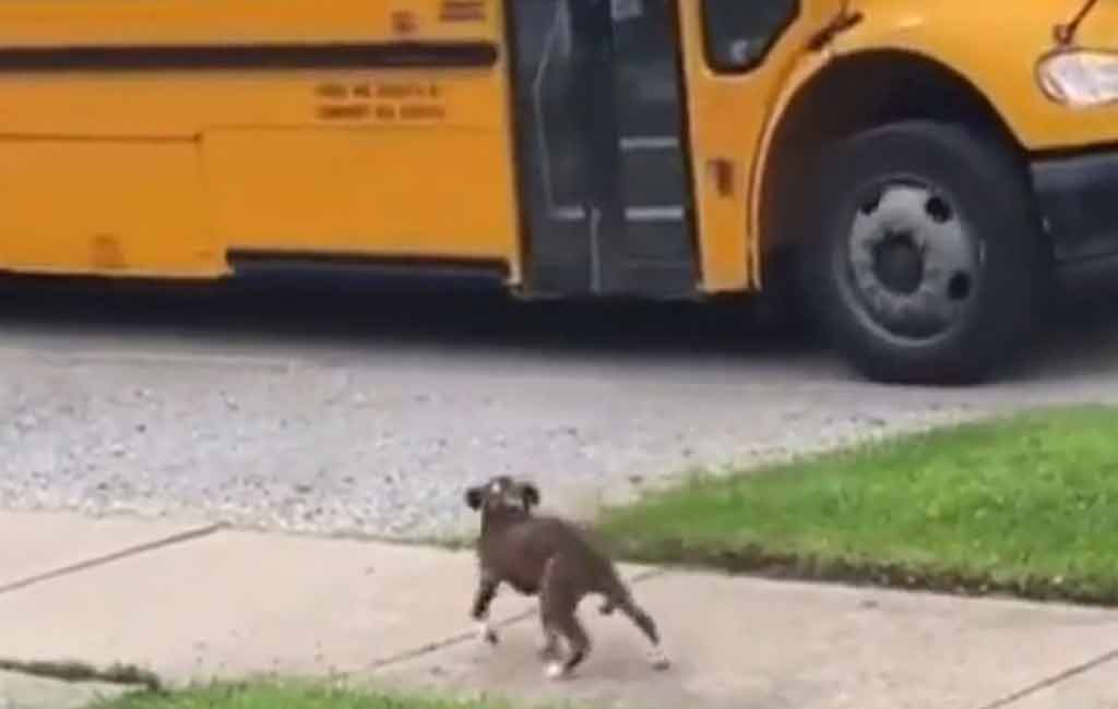 Watch: Puppy eagerly waits for owner to return from school 