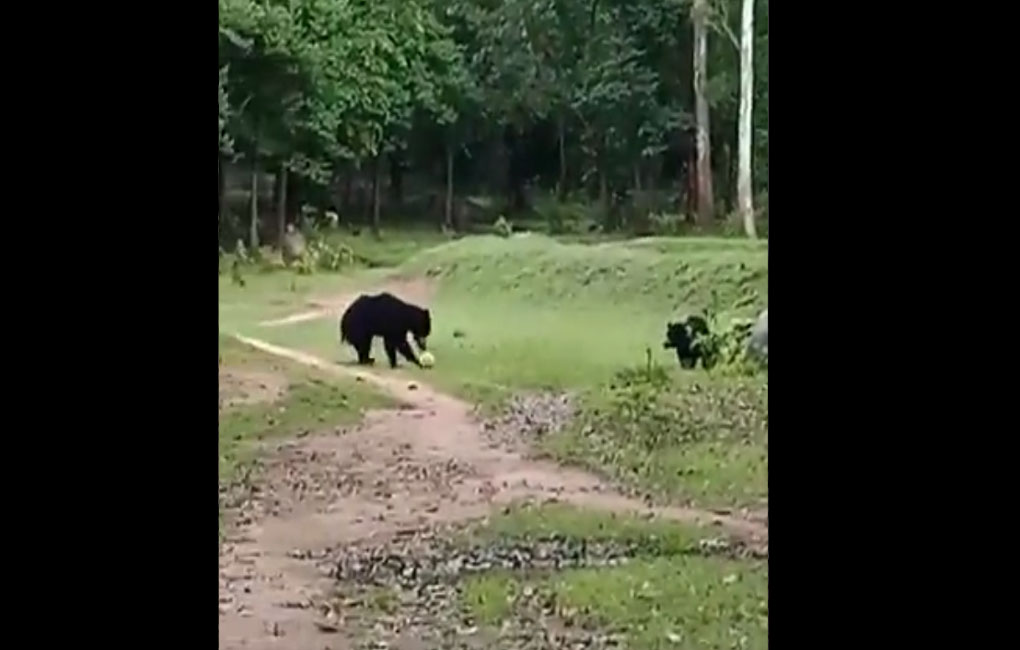 Watch: Two wild bears play football in this viral video