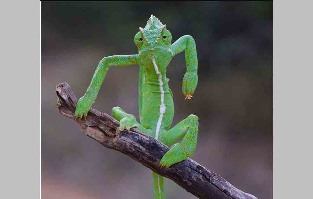 Here’s the list of Comedy Wildlife Photo Awards finalists for 2021