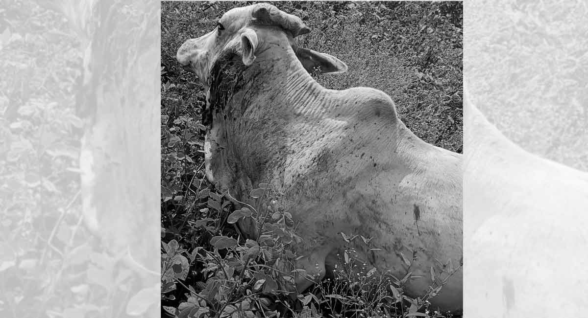 Asifabad: Cattle herd ward off tiger that attacked calf