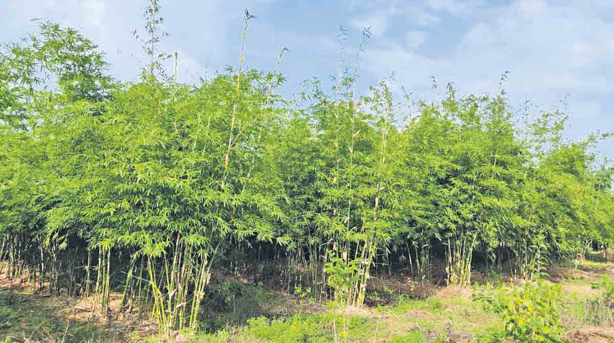 ‘Bamboo cultivation is a promising avenue’