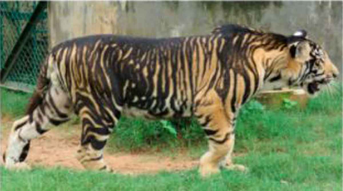 Study decodes mystery around ‘black tigers’ 