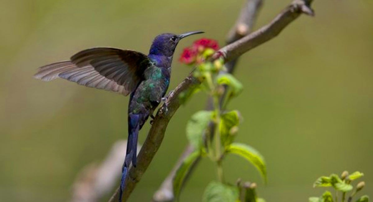 Brazil unveils national wildlife rescue plan