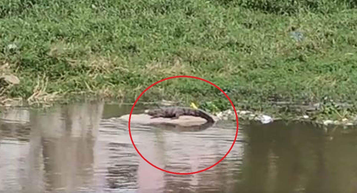 Watch: Crocodile brings traffic to standstill at Attapur in Hyderabad