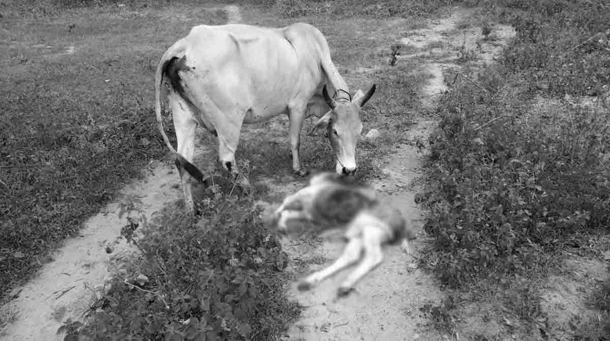 Leopard kills two calves in Sangareddy