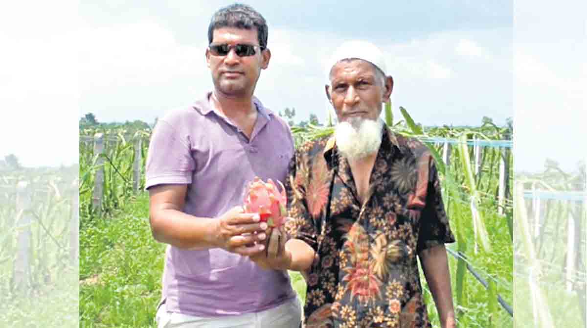 Techie from Kothagudem takes to dragon fruit cultivation, inspires many