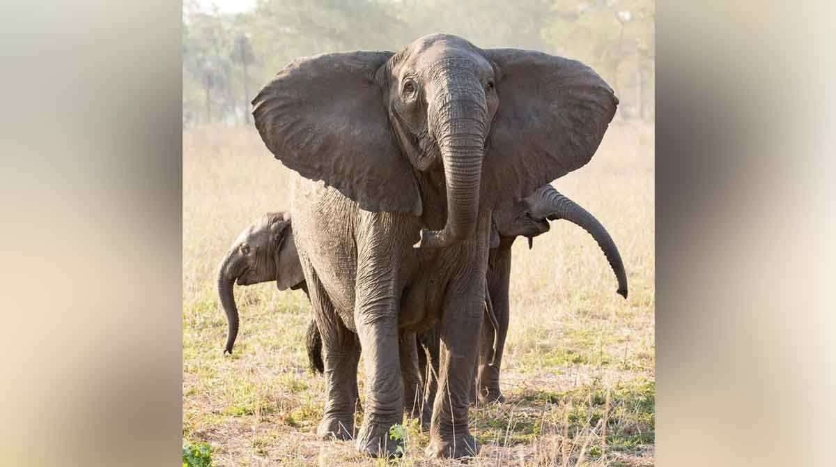 Why no tusks? Poaching tips scales of elephant evolution
